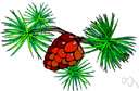 acerate leaf