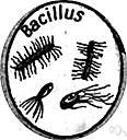 bacillary - formed like a bacillus