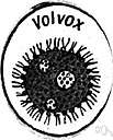 volvox - type genus of the Volvocaceae