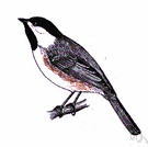 Parus carolinensis - southern United States chickadee similar to the blackcap but smaller