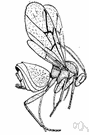genus Cynips - type genus of the Cynipidae: gall wasps