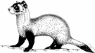 black-footed ferret - musteline mammal of prairie regions of United States