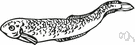 lungfish - air-breathing fish having an elongated body and fleshy paired fins