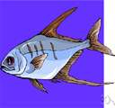 Trachinotus