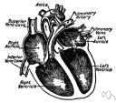 atrial auricle - a small conical pouch projecting from the upper anterior part of each atrium of the heart