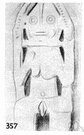 clit - a female sexual organ homologous to the penis