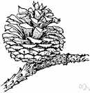 pitch pine - large three-needled pine of the eastern United States and southeastern Canada