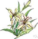 angiosperm - plants having seeds in a closed ovary