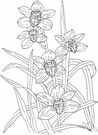 cymbidium - any of various plants of the genus Cymbidium having narrow leaves and a long drooping cluster of numerous showy and variously colored boat-shaped flowers