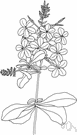 Plumbago europaea - a plant of the genus Plumbago with blue flowers