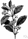 sandalwood - close-grained fragrant yellowish heartwood of the true sandalwood