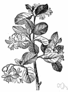 styrax - any shrub or small tree of the genus Styrax having fragrant bell-shaped flowers that hang below the dark green foliage