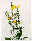 false foxglove - sparsely branched North American perennial with terminal racemes of bright yellow flowers resembling those of the foxglove