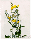 Gerardia virginica - sparsely branched North American perennial with terminal racemes of bright yellow flowers resembling those of the foxglove
