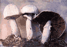 Agaricus - type genus of Agaricaceae