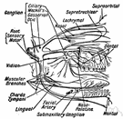 trigeminal neuralgia - intense paroxysmal neuralgia along the trigeminal nerve