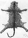 animal material - material derived from animals