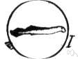 Cyclostomata - primitive jawless aquatic vertebrate: lampreys