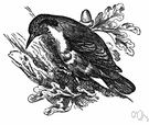 Sitta europaea - a kind of nuthatch