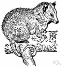 Didelphis - type genus of the family Didelphidae