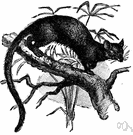 Cryptoprocta - large primitive cat-like carnivores inhabiting forests of Madagascar