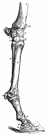 Ungulata - in former classifications a major division of Mammalia comprising all hoofed mammals