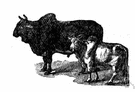Brahman - any of several breeds of Indian cattle