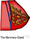 teat - the small projection of a mammary gland