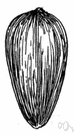 sunflower seed - edible seed of sunflowers