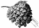 grey-leaf pine - medium-sized five-needled pine of southwestern California having long cylindrical cones
