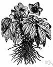 lenten rose - slightly hairy perennial having deep green leathery leaves and flowers that are ultimately purplish-green