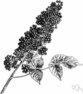 American spikenard - unarmed woody rhizomatous perennial plant distinguished from wild sarsaparilla by more aromatic roots and panicled umbels