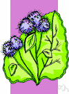 Clotbur - any of several erect biennial herbs of temperate Eurasia having stout taproots and producing burs