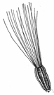 Indian plantain - any of various plants of the genus Cacalia having leaves resembling those of plantain