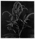 tansy ragwort - widespread European weed having yellow daisylike flowers