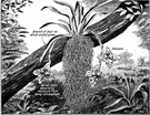 Trichoceros - small genus of small epiphytic or terrestrial orchids of tropical South America