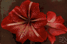 amaryllis - bulbous plant having showy white to reddish flowers