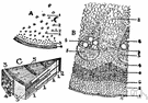 fibrovascular bundle - a unit strand of the vascular system in stems and leaves of higher plants consisting essentially of xylem and phloem