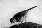 genus Anthus - pipits