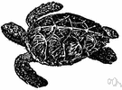 Eretmochelys imbricata - pugnacious tropical sea turtle with a hawk-like beak