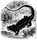 family Varanidae
