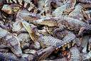 Chinese alligator - small alligator of the Yangtze valley of China having unwebbed digits