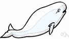 beluga - small northern whale that is white when adult