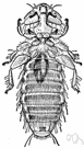 Menopon - chicken lice
