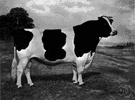 Holstein-Friesian - a breed of dairy cattle from northern Holland