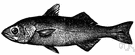 white croaker - silvery and bluish drumfish of shallow California coastal waters