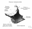 malar bone - the arch of bone beneath the eye that forms the prominence of the cheek
