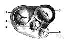 external orifice - the orifice through which urine is discharged