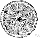 ugli fruit - large sweet juicy hybrid between tangerine and grapefruit having a thick wrinkled skin