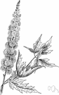 genus Cimicifuga - small genus of perennial herbs of north temperate regions: bugbane
